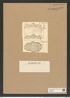 Biddulphia gruendleri A. Schm. (de-Toni-Nr.: Genus 123, Species 3508) Zeichnungen Sammlung Grunow Nr. 6992 (NHMW-BOT-W0375899)